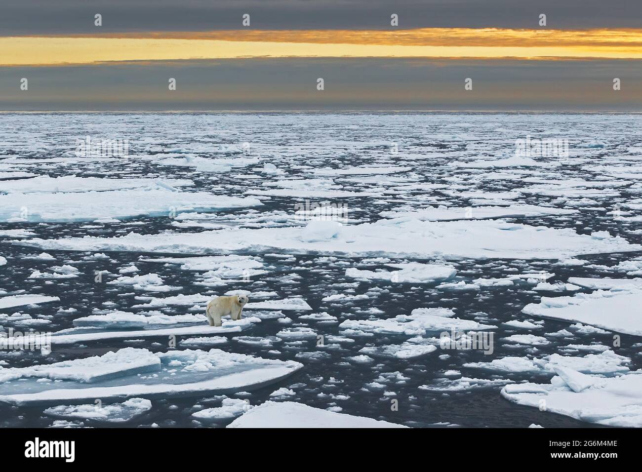 Eisbär (Ursus maritimus) auf dem Eisberg bei Sonnenuntergang. Spitzbergen, Norwegen, Arktis Stockfoto