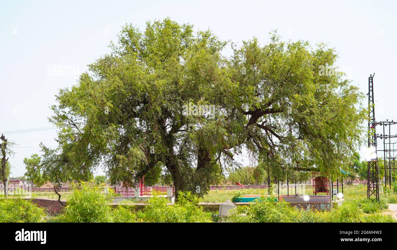 07. Juli 2021- Reengus, Sikar, Indien. Selektiver Fokus auf die Prospis Cineraria oder Khejri Pflanze mit grünen Blättern und Hintergrund. Naturaufnahmen. Stockfoto