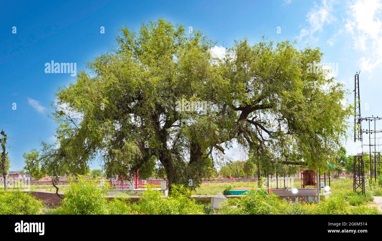07. Juli 2021- Reengus, Sikar, Indien. Nahaufnahme der Khejri-Pflanze mit saftig grünen Zweigen im ländlichen Indien. Grüne Pflanze mit grünen Blättern und BH Stockfoto