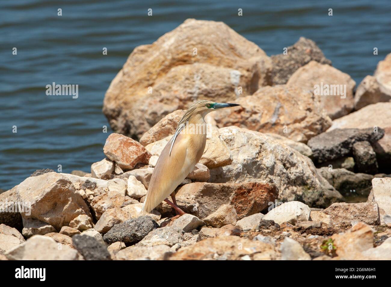 squacco Reiher (Ardeola ralloides). Dieser kleine Reiher ernährt sich hauptsächlich von Insekten, nimmt aber auch Vögel, Fische und Frösche. Es ist in Südeuropa, Wes, zu finden Stockfoto