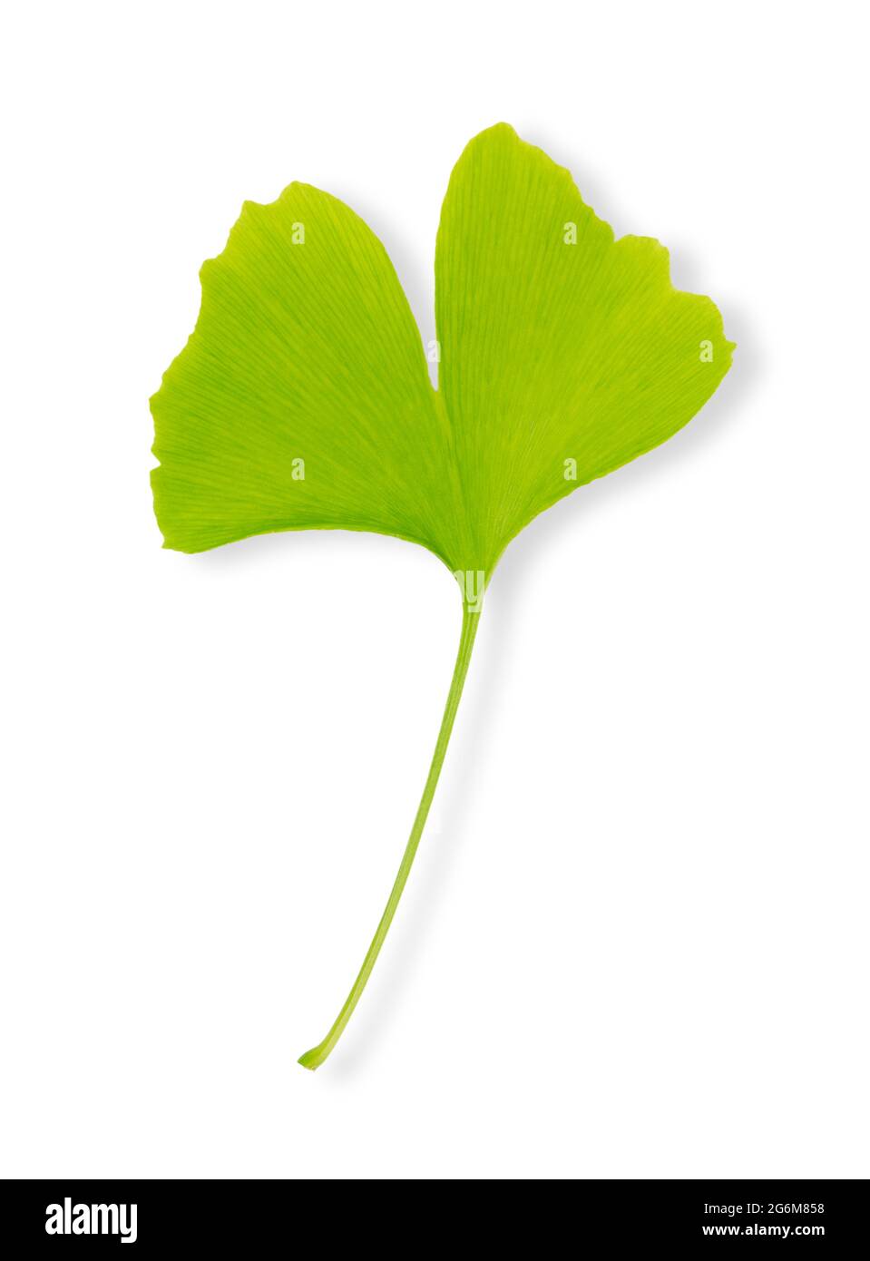 Einzelnes grünes Ginkgo-Blatt auf weißem Hintergrund. Ginkgo biloba, auch Gingko oder Maidenhair Baum. Das Blatt ist ein Symbol von Tokio, der Hauptstadt Japans. Stockfoto