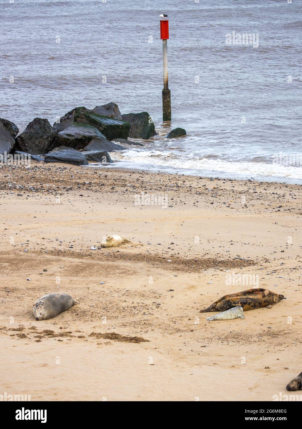 Die Verteidigung des Meeres und die Kegelrobben am Strand von Horsey in Norfolk England Stockfoto