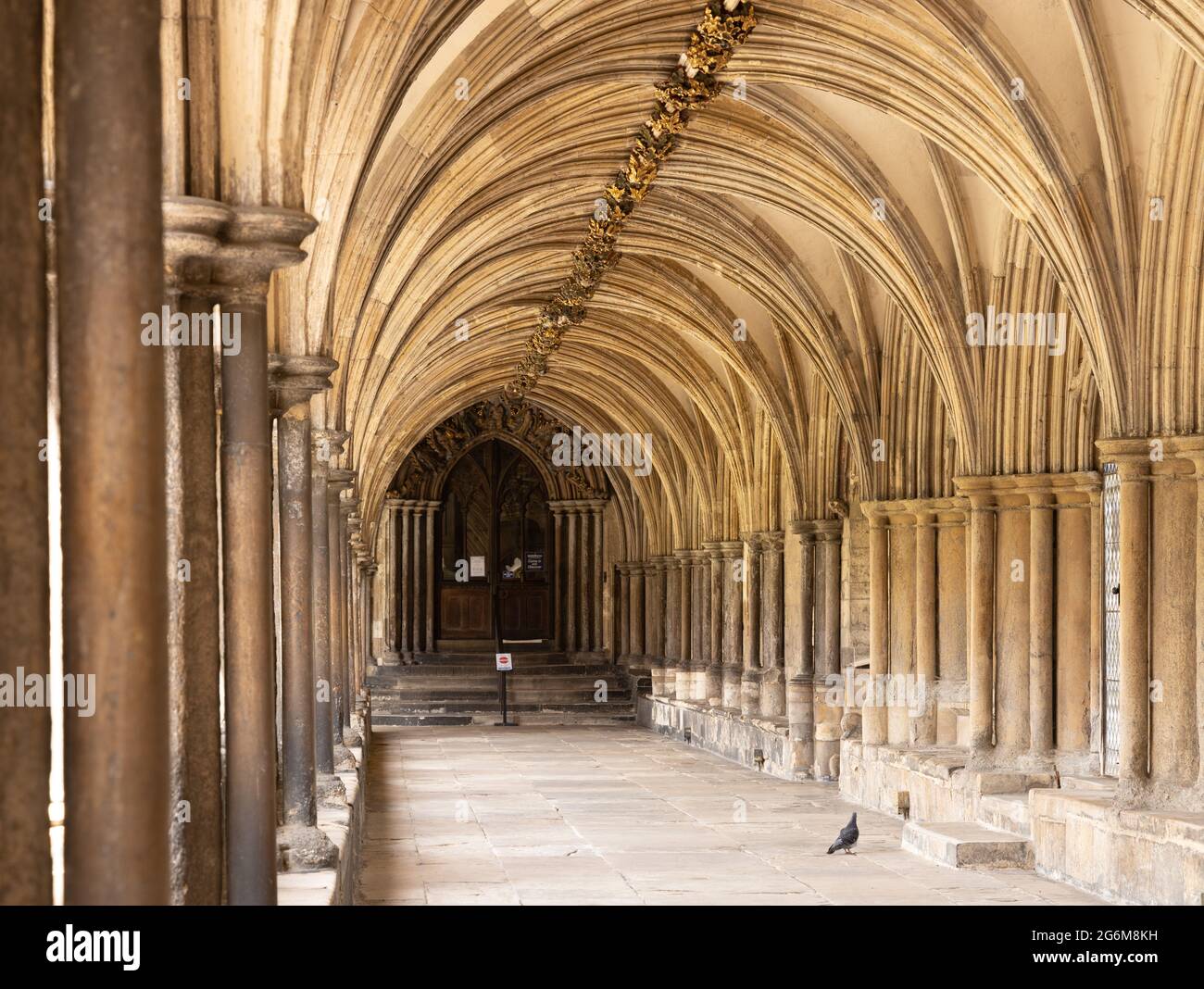 Geschlossener gewölbter Kreuzgang in der Kathedrale von Norwich Stockfoto