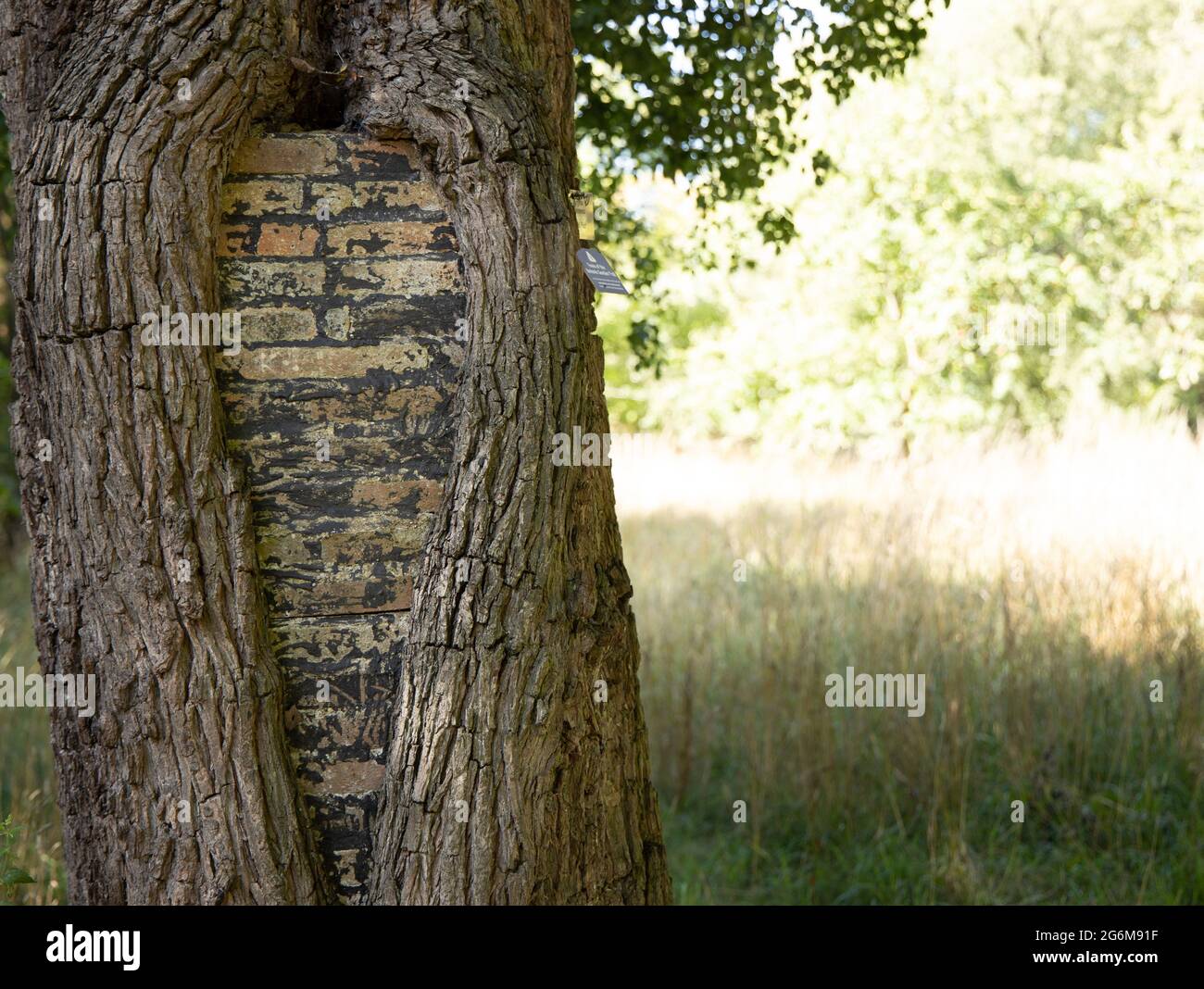 Seltsamer Baumstamm mit Ziegelsteinen im Botanischen Garten der Universität Cambridge, England Stockfoto