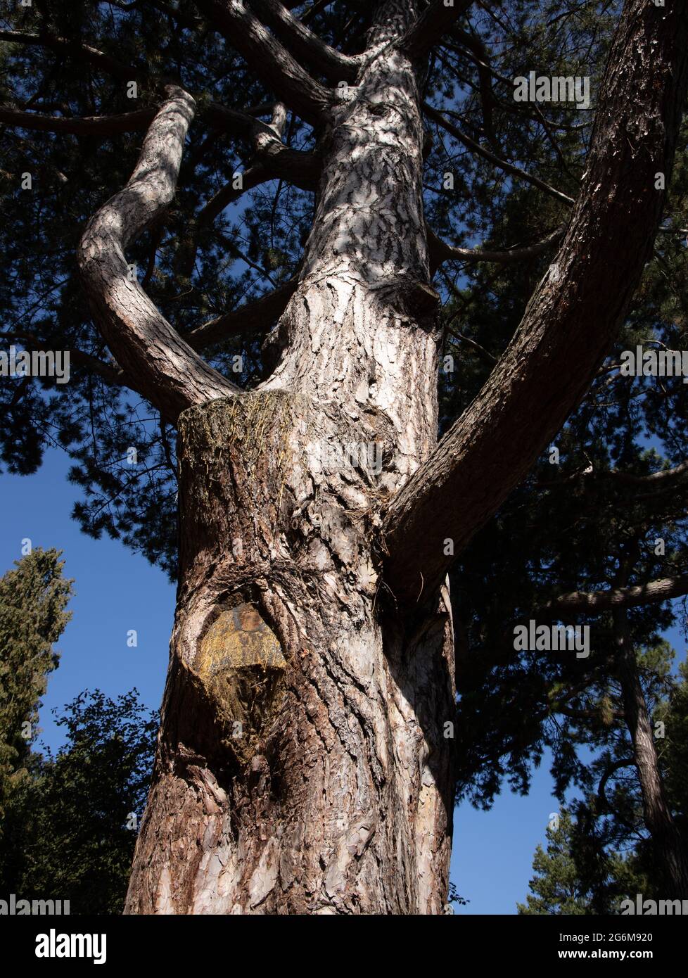 Alter Baumwagen im Botanischen Garten der Universität Cambridge, England Stockfoto