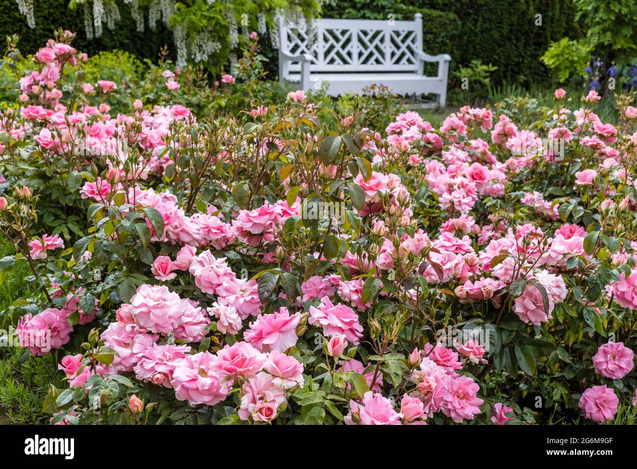 Kleiner Rosengarten mit rosa floribunda Rosen und weißer Gartenbank im Hintergrund. Stockfoto