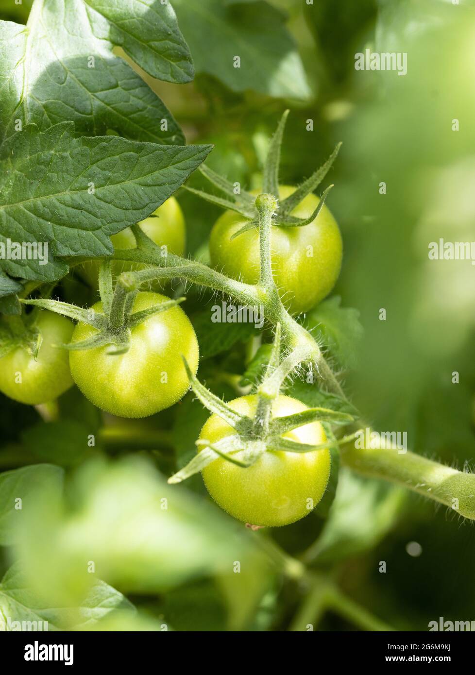 Nahaufnahme von grünen Alicante Tomaten in Weinrebe Stockfoto