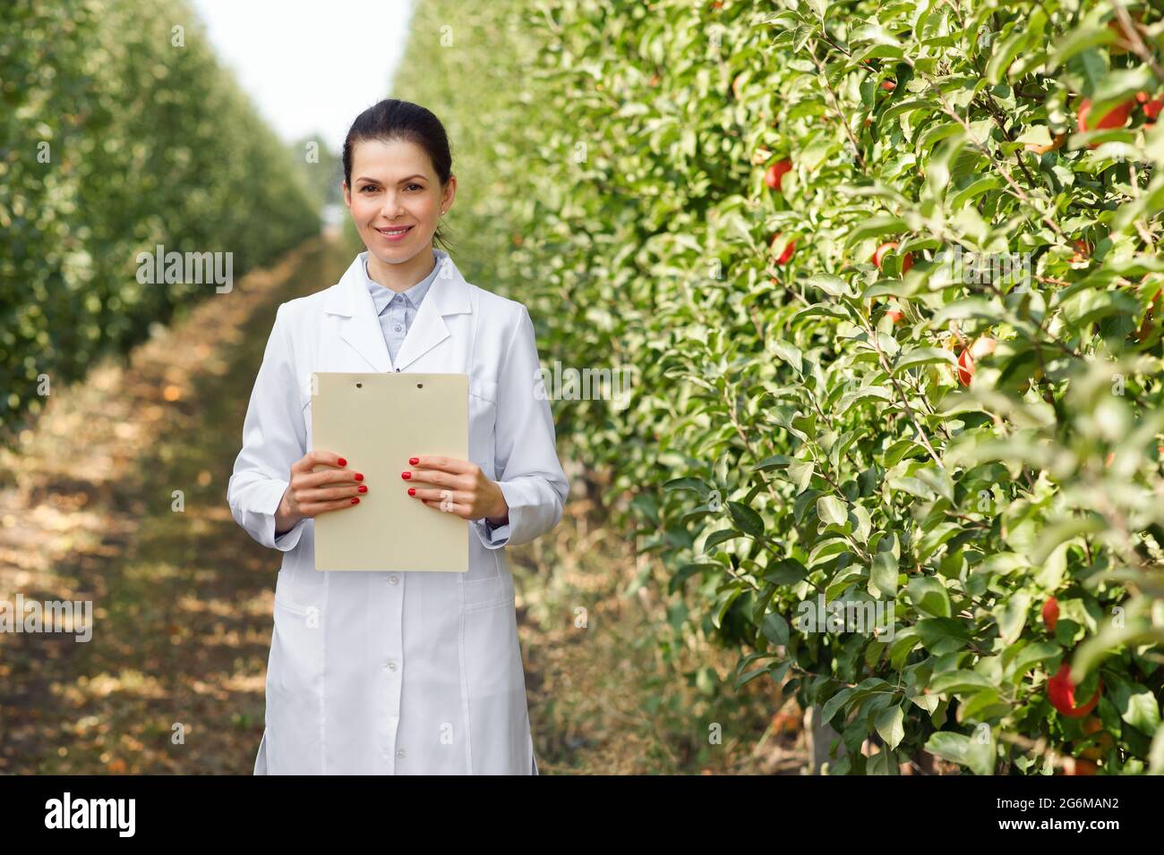 Bio-Obst-Industrie, Qualitätskontrolle von Produkten im Öko-Apfelgarten Stockfoto