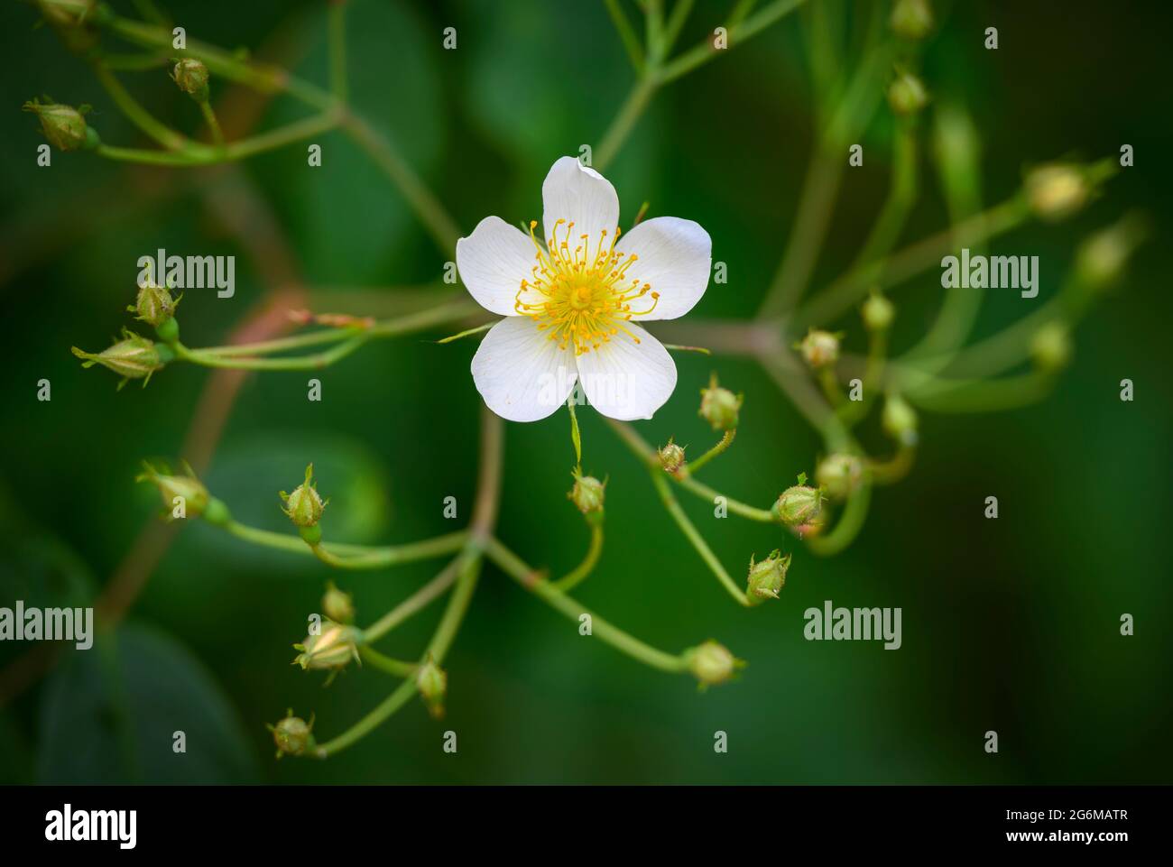 Eine einsame weiße Blume einer Ramblerrose, umgeben von einer Fülle von Rosenknospen, die darauf warten, sich zu öffnen Stockfoto