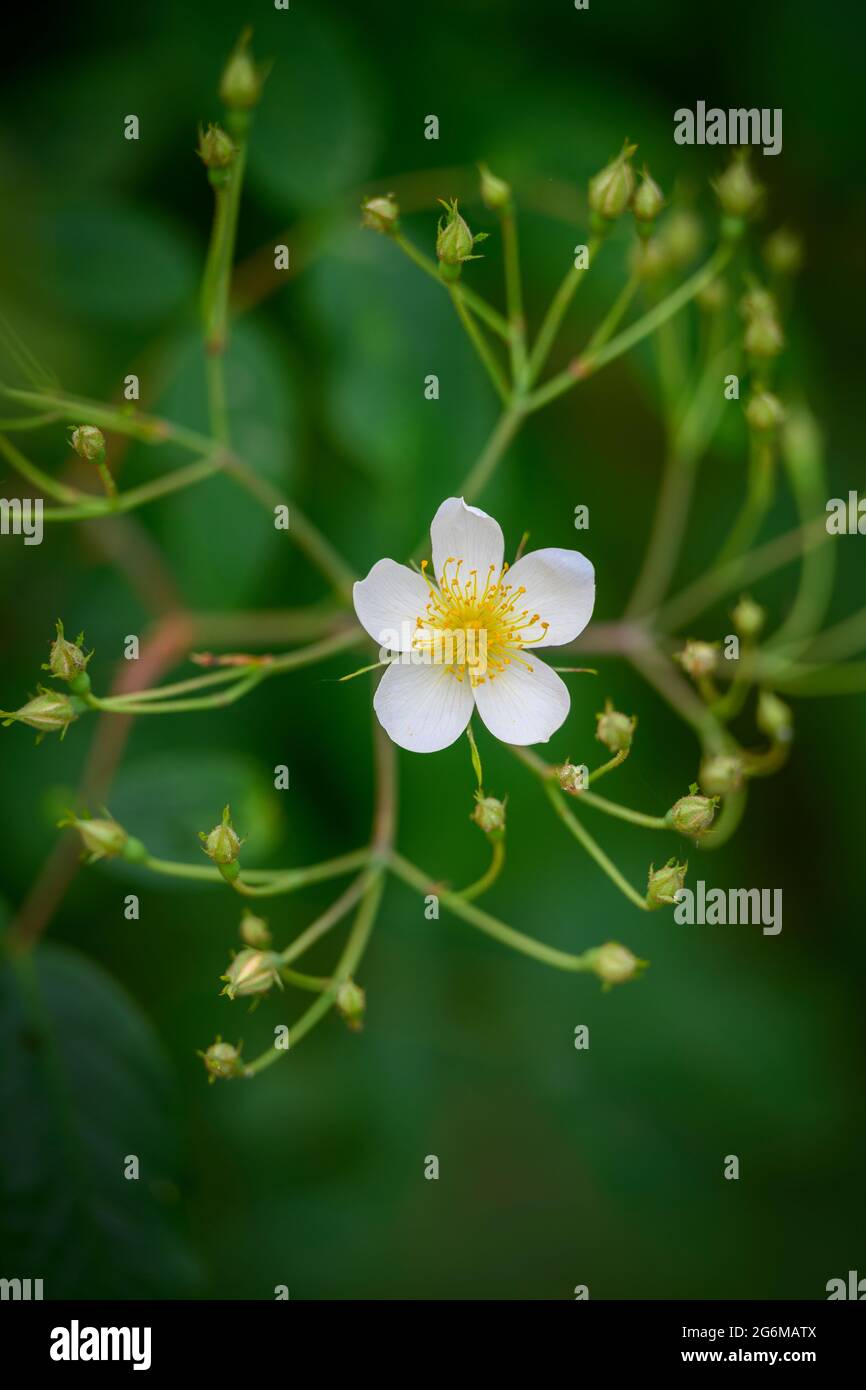 Eine einsame weiße Blume einer Ramblerrose, umgeben von einer Fülle von Rosenknospen, die darauf warten, sich zu öffnen Stockfoto