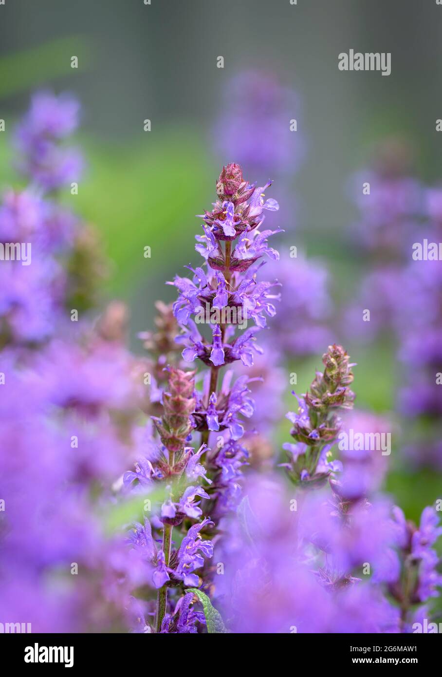 Die wunderschöne, beliebte Gartenblume, die Purple Salvia, ist auch als Purple Sage bekannt Stockfoto