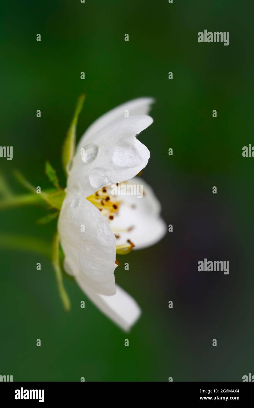 Eine einsame weiße Blume einer Ramblernrose, die von der Seite vor einem grünen Hintergrund betrachtet wird Stockfoto