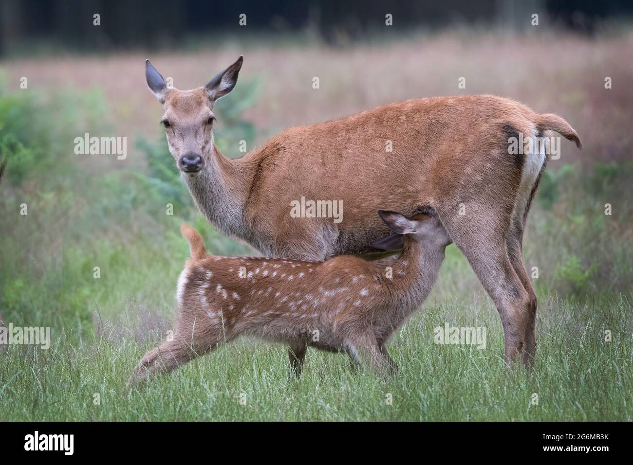Brachow sind eine hütende Spezies und zeigen in den meisten Aspekten ihrer sozialen Organisation extreme Flexibilität, Gruppengröße wird durch Störungen beeinflusst, ha Stockfoto