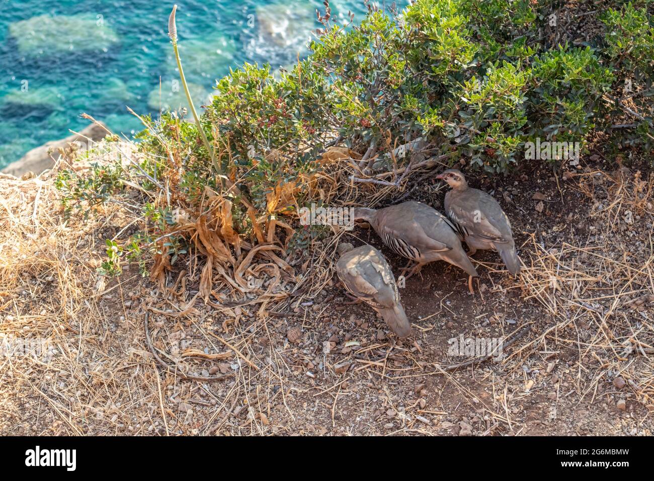 Die Felsenhuhn (Alectoris graeca) Gruppe Fütterung, Faseanfamilie. Vogelbeobachtung am felsigen Rand der blauen Mittelmeerküste, Cape Sounion, Atti Stockfoto