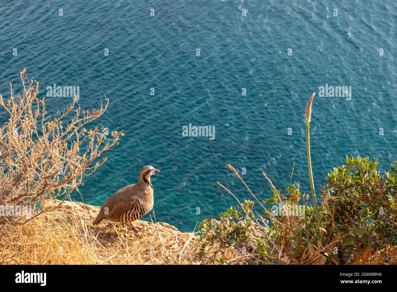 Das Felsenhuhn (Alectoris graeca), Familie der Faasanten. Vogelbeobachtung am felsigen Rand der blauen Mittelmeerküste, Cape Sounion, Attica, Sommer in Stockfoto