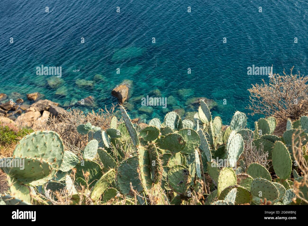 Kaktussträucher aus Kaktus aus Kaktus wachsen in Griechenland an einer klaren, hellblauen felsigen Küste. Scharfe Nadeln auf grünen großen Blättern in der Sonne des Sonnenuntergangs. Südeuropa wild Stockfoto