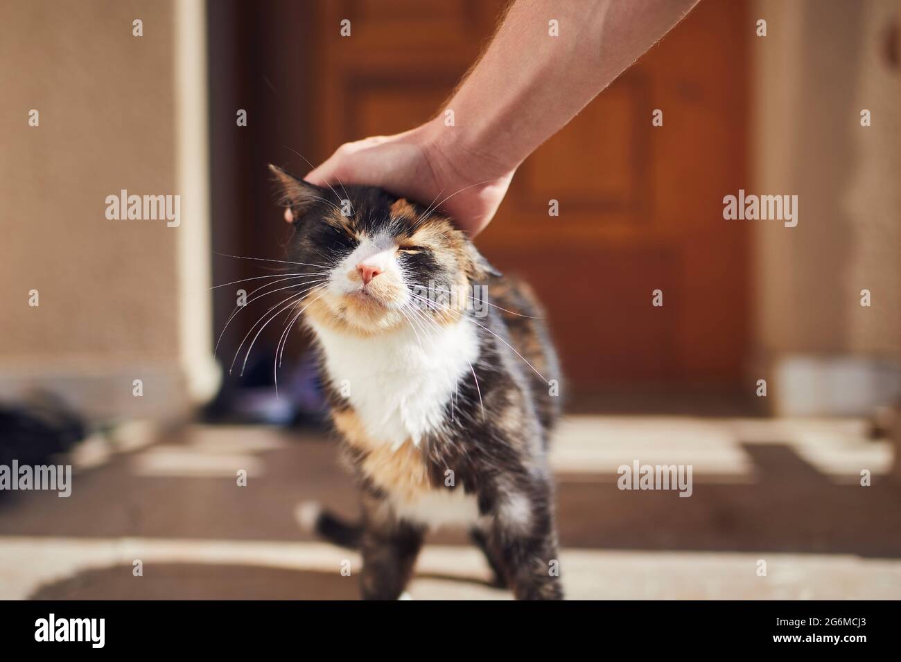 Häusliches Leben mit Haustier. Mann streichelte seine gefleckte Katze gegen den Eingang des Hauses. Stockfoto
