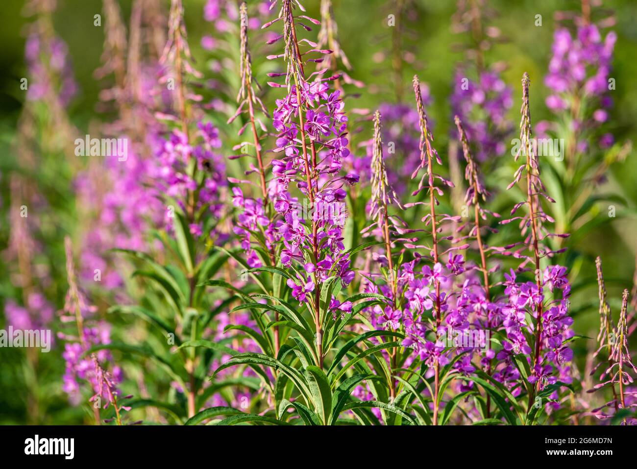 Rosebay Willowherb blüht in Arnside, Milnthorpe, Cumbria, UK Stockfoto