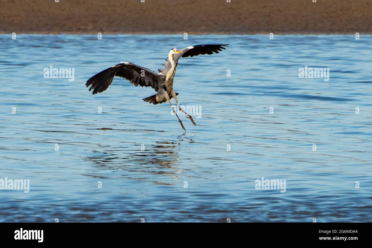 Ein Graureiher, der landete, Arnside, Milnthorpe, Cumbria, Großbritannien Stockfoto