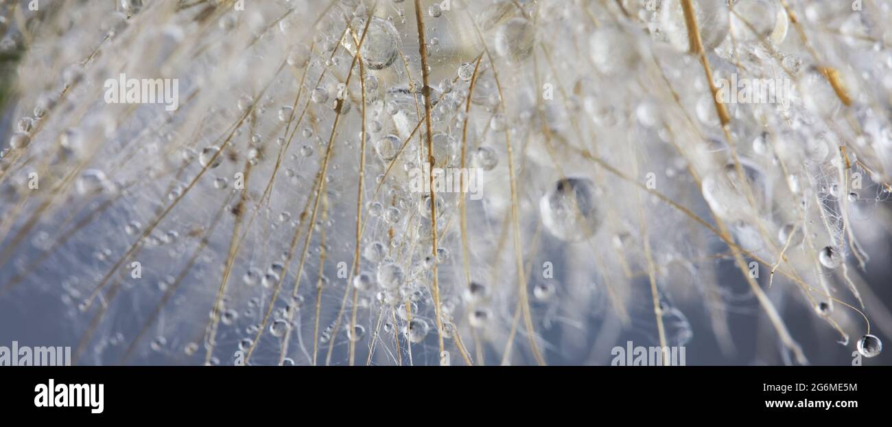 Schöner Tau tropft auf einen Dandelionssamen. Schöner weicher Hintergrund. Makrofotografie. Stockfoto