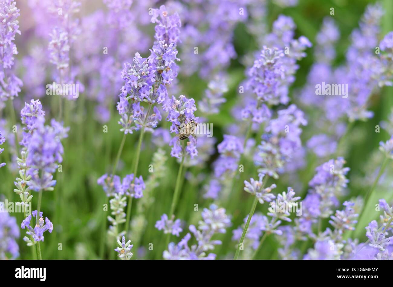 Honigbiene bestäubt Blüten von Lavendel angustifolia, die im eigenen Garten wachsen, selektiver Fokus. Stockfoto