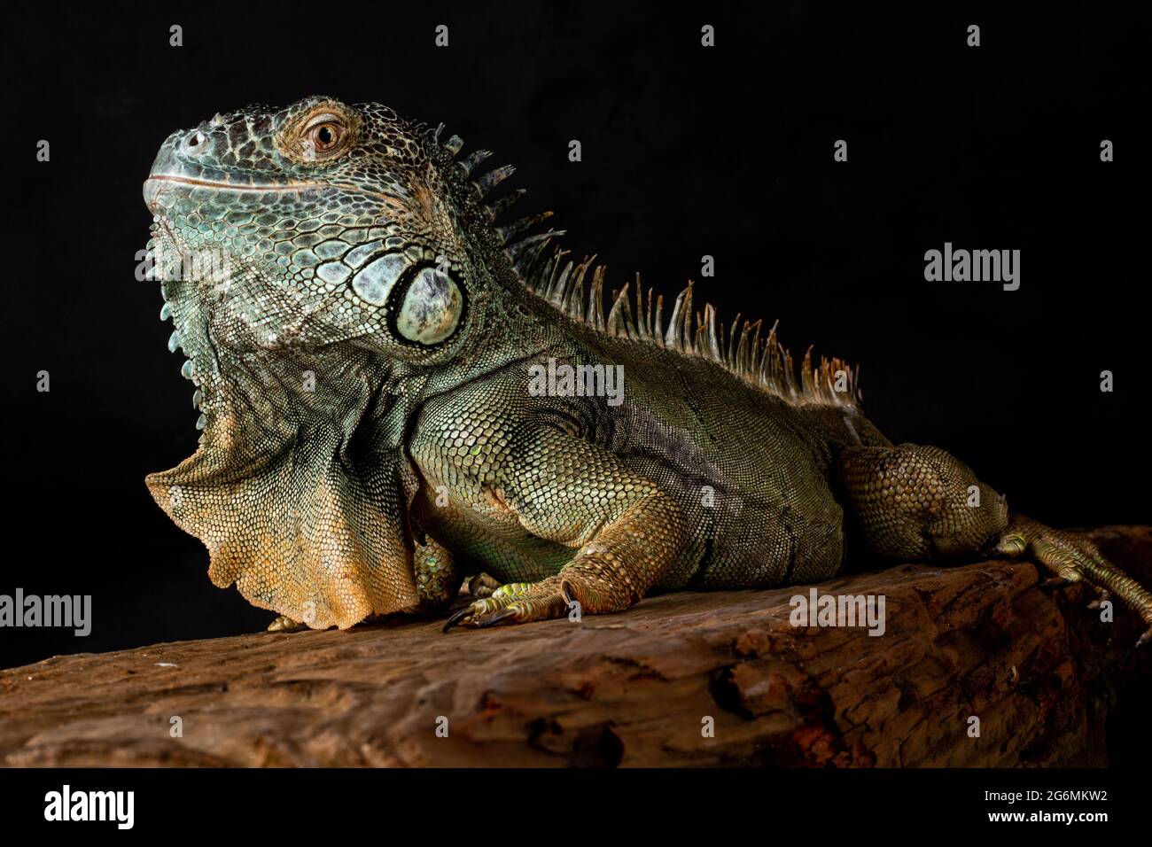 Männlicher amerikanischer grüner Leguan (Leguan Leguan) Stockfoto