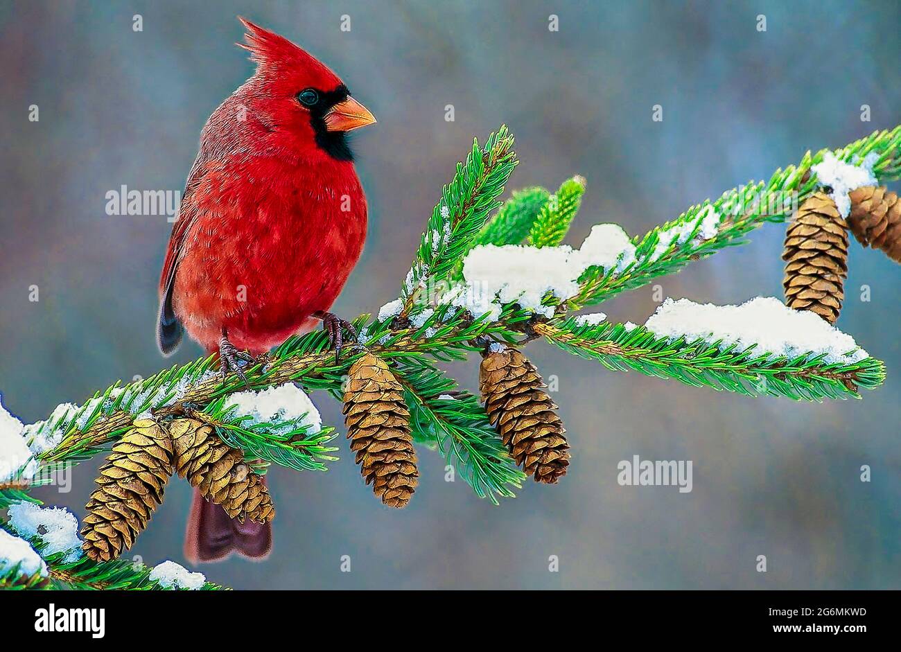 Kardinal im Winter Stockfoto