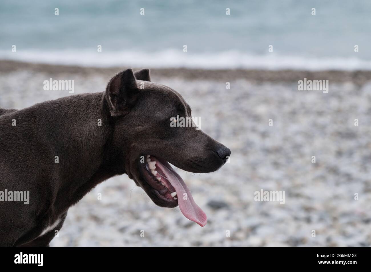 Porträt des amerikanischen Pitbull Terrier im Profil gegen Meer.. Schöne Familie und freundliche Hunderasse. Gefährlicher Hund ist Stereotyp. Blue Pit Bull Pup Stockfoto