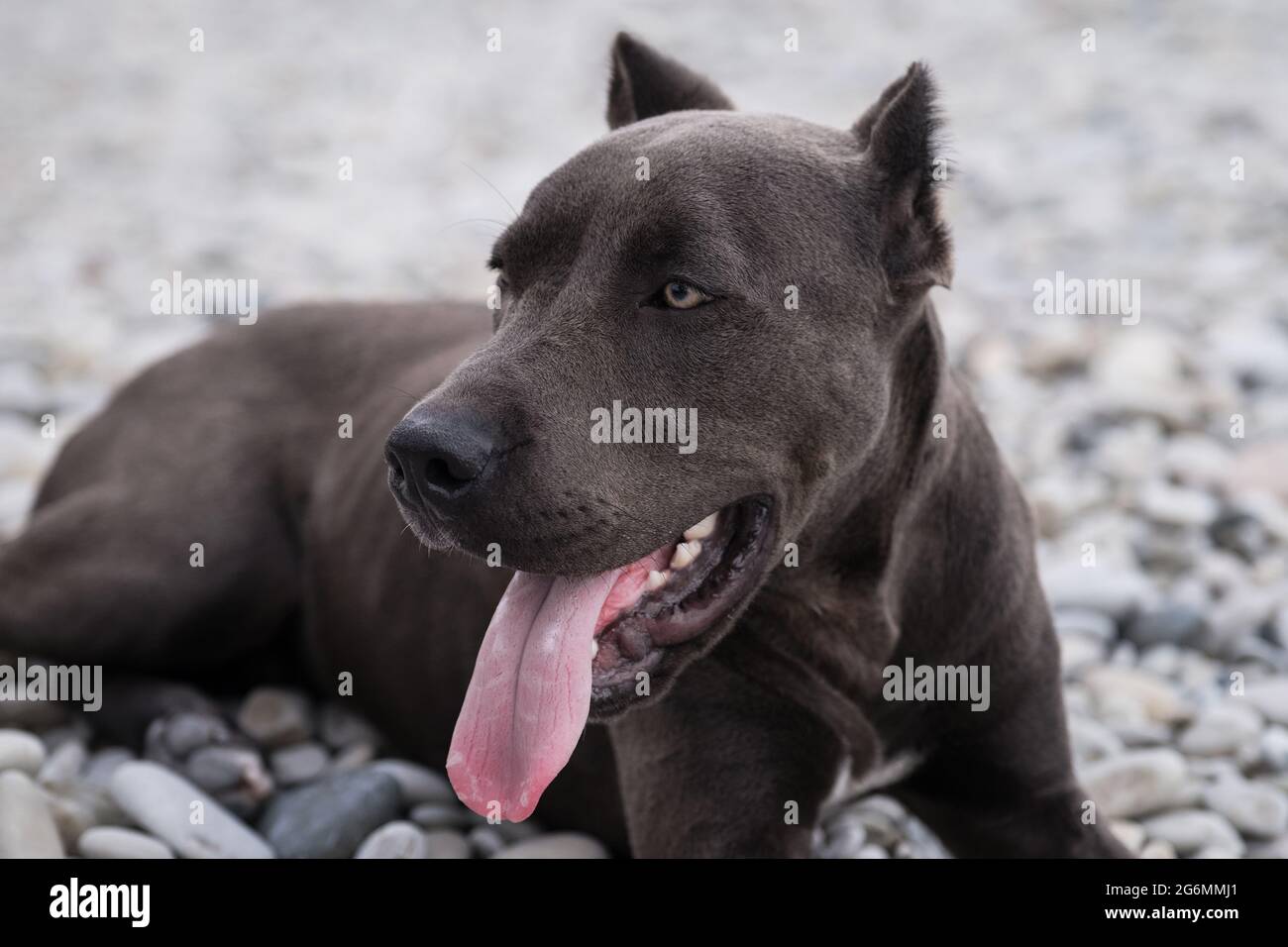 Porträt des amerikanischen Pitbull Terrier in Nahaufnahme. Schöne Familie und freundliche Hunderasse. Gefährlicher Hund ist Stereotyp. Blauer Pit Bullenwelpe mit Ernte Stockfoto
