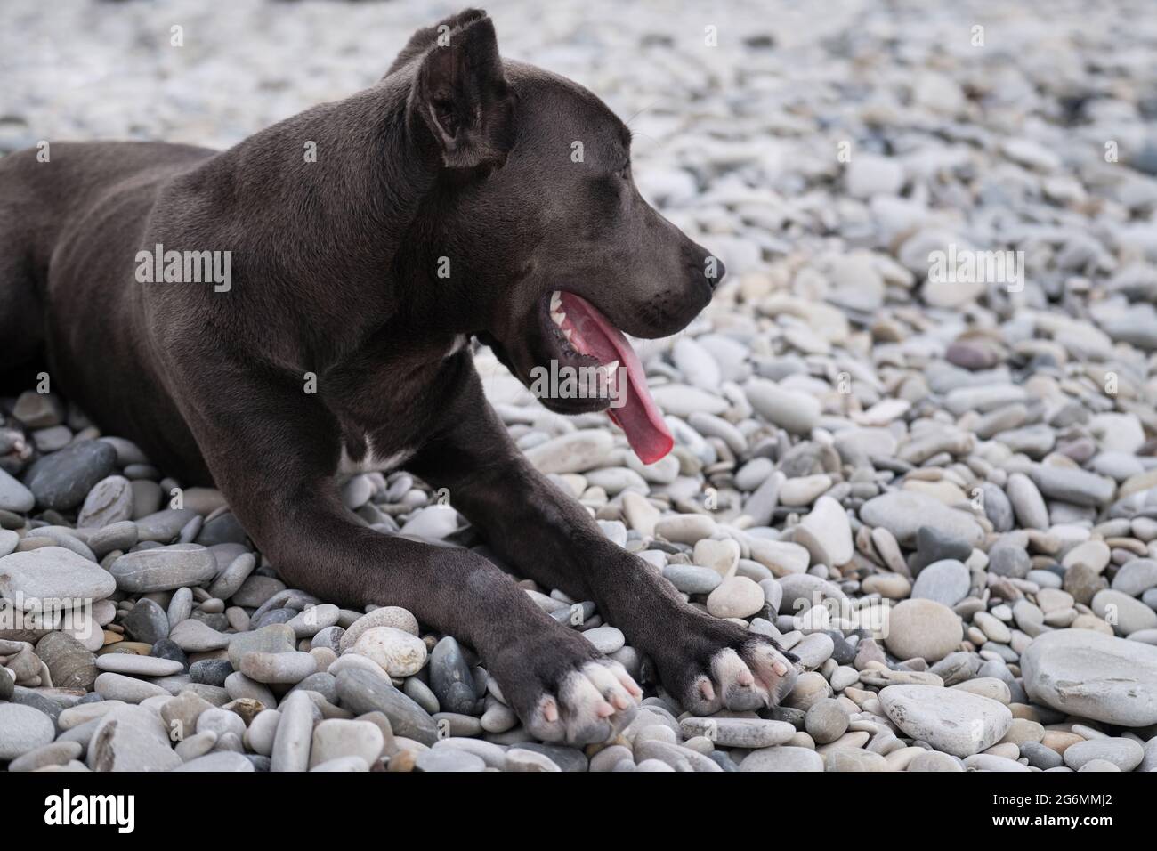 Porträt des amerikanischen Pitbull Terrier in Nahaufnahme. Schöne Familie und freundliche Hunderasse. Gefährlicher Hund ist Stereotyp. Blauer Pit Bullenwelpe mit Ernte Stockfoto
