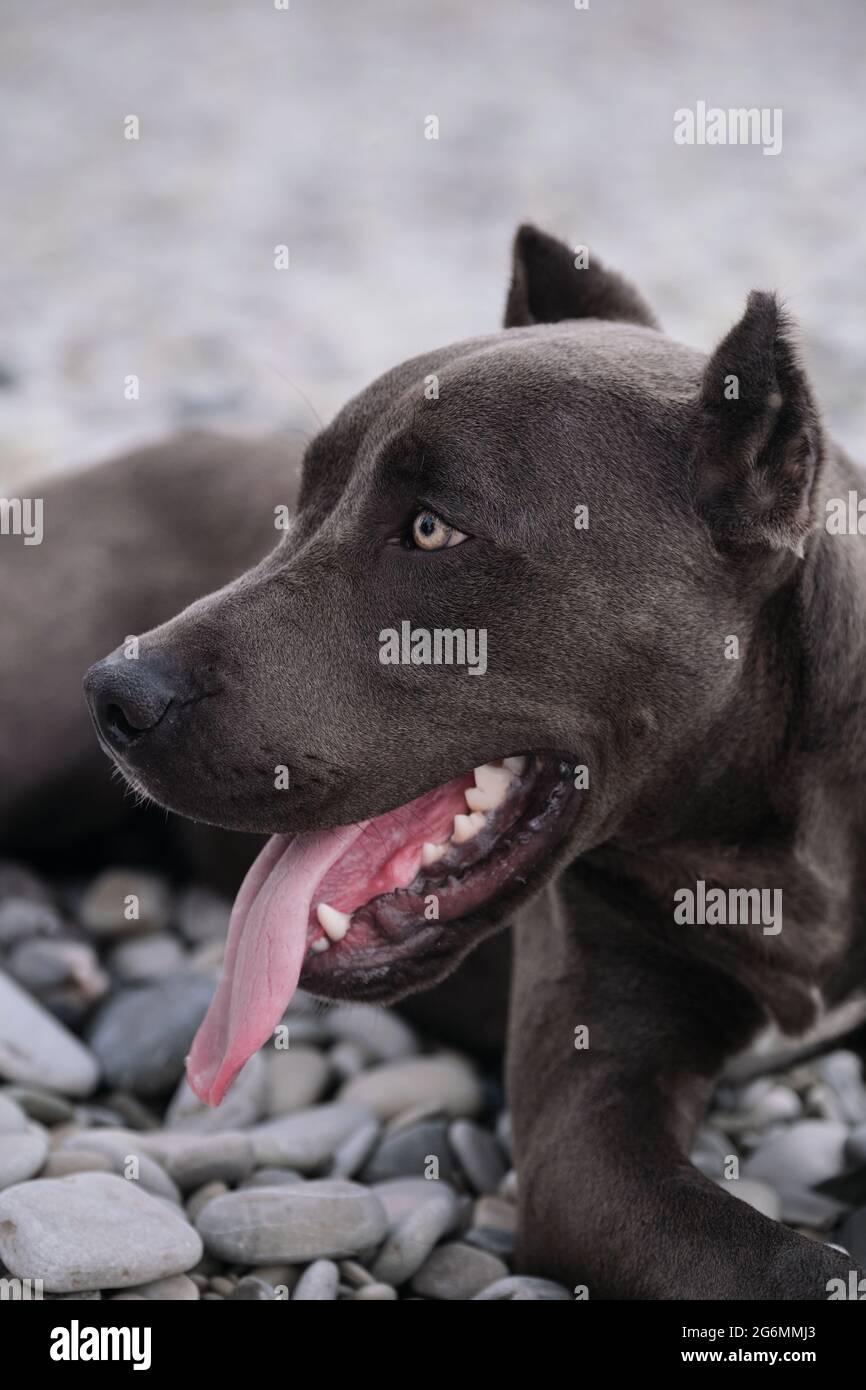 Porträt des amerikanischen Pitbull Terrier in Nahaufnahme. Schöne Familie und freundliche Hunderasse. Gefährlicher Hund ist Stereotyp. Blauer Pit Bullenwelpe mit Ernte Stockfoto