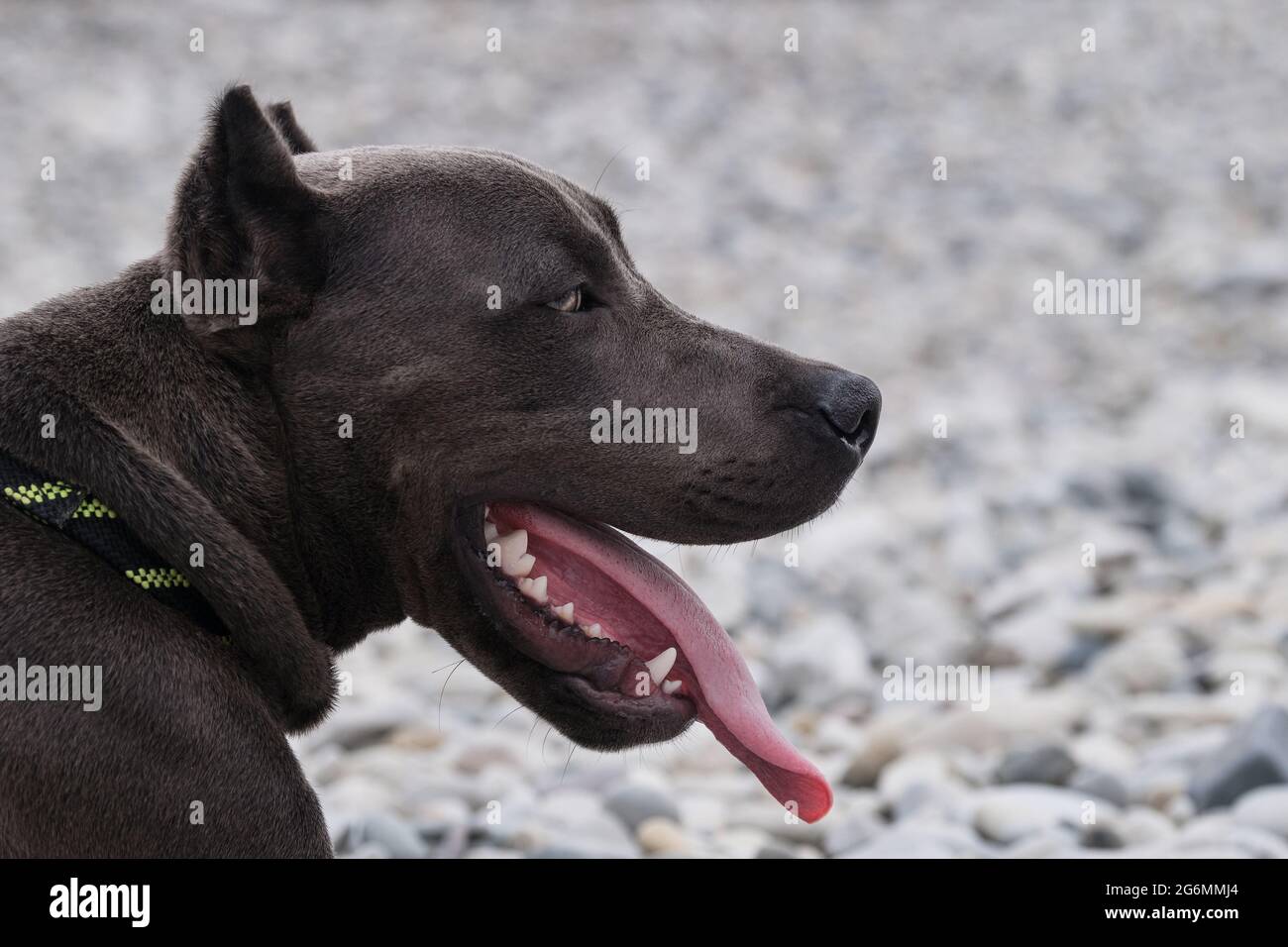 Porträt des amerikanischen Pitbull Terrier in Nahaufnahme. Schöne Familie und freundliche Hunderasse. Gefährlicher Hund ist Stereotyp. Blauer Pit Bullenwelpe mit Ernte Stockfoto