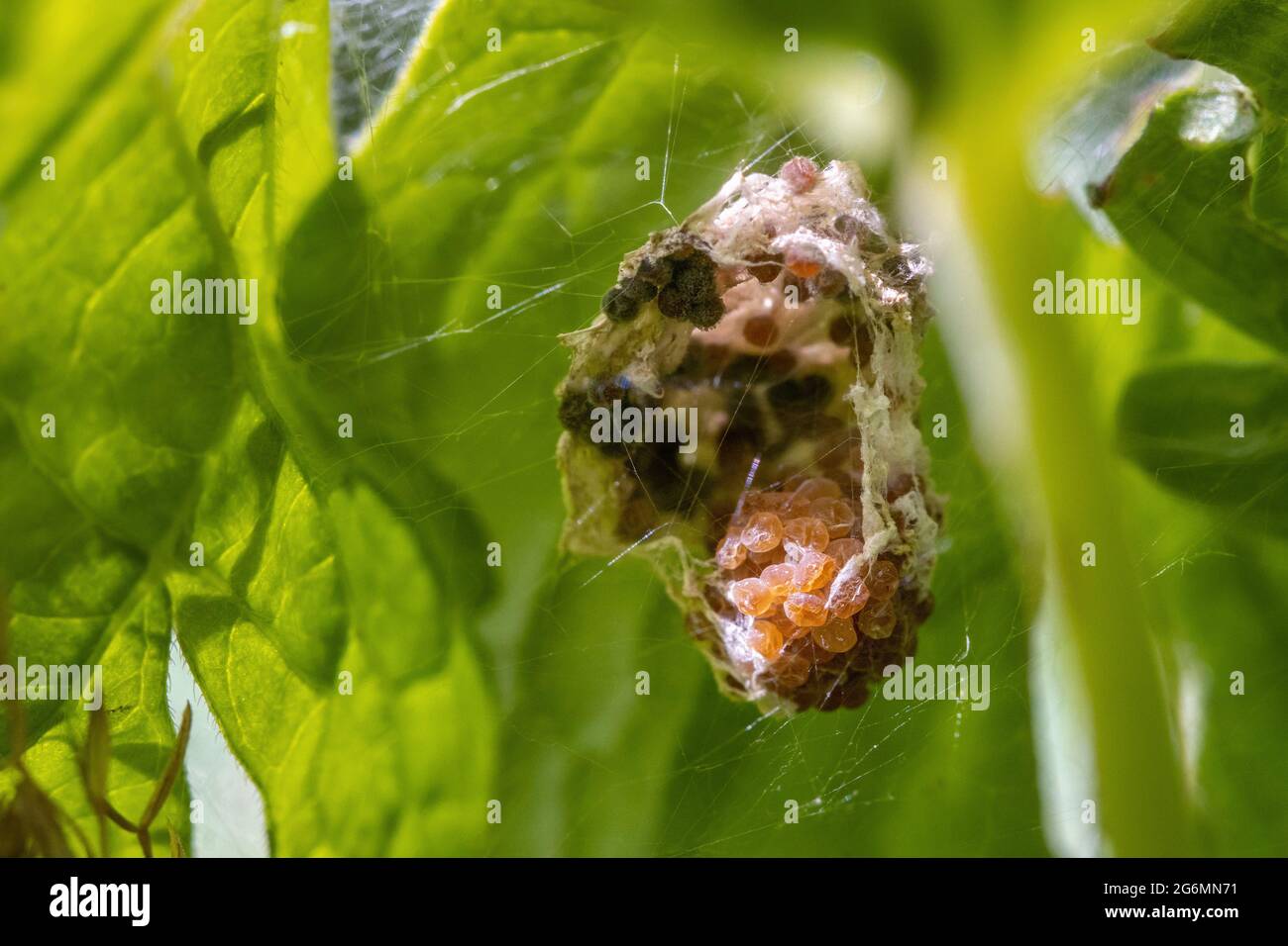 Britische Tierwelt: Leerer Eiersack voller geschlüpfter Eier von einer Baumspinne (Pisaura mirabilis) Stockfoto