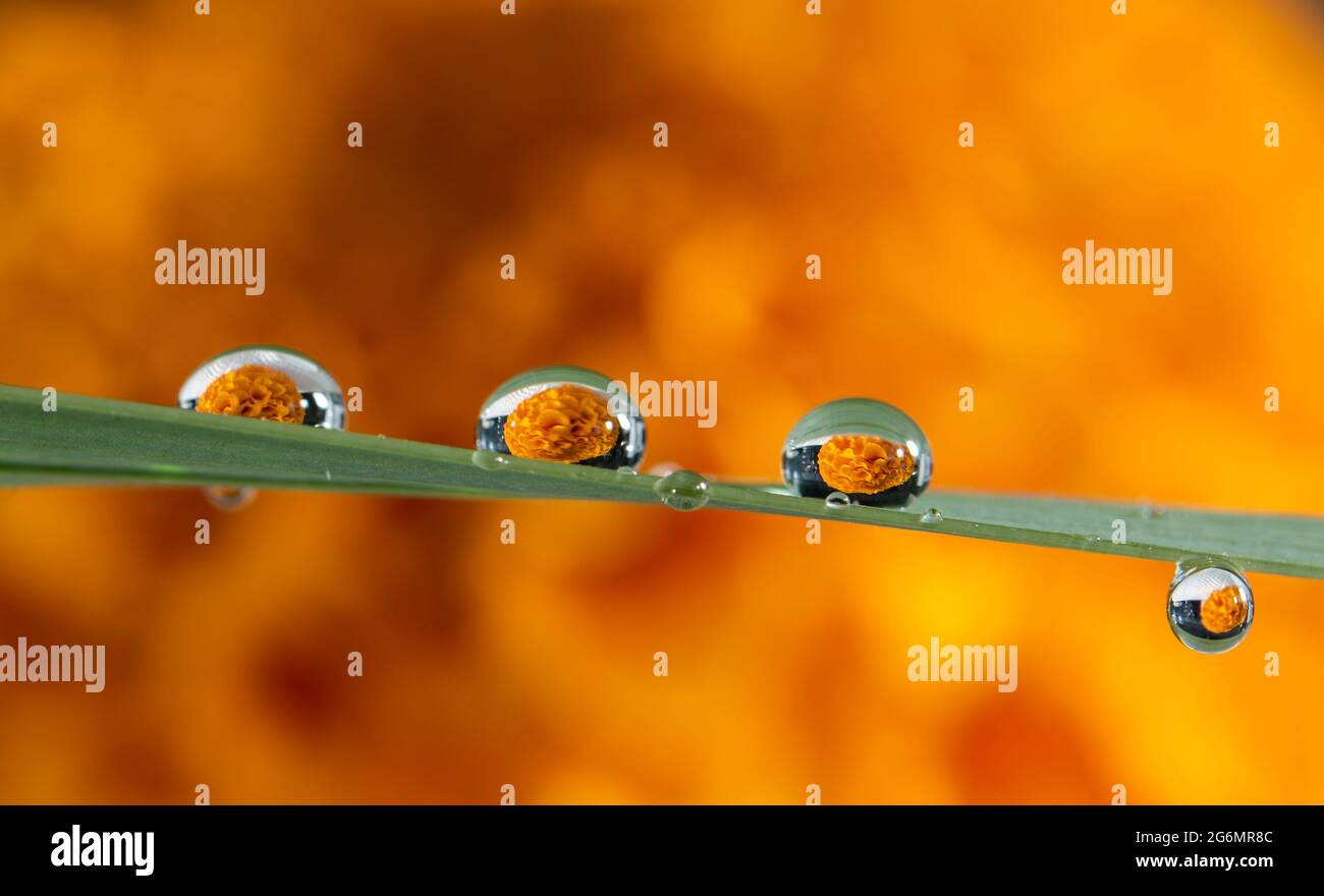 Wassertropfen auf einem Gras stehen vor einem orangefarbenen Hintergrund. Stockfoto