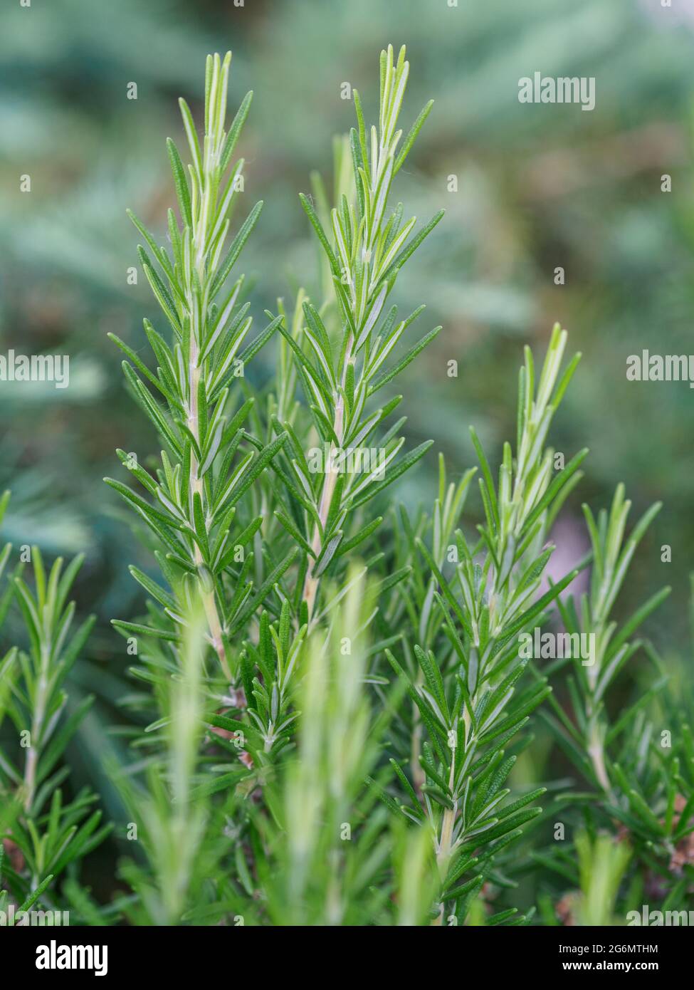 Frischer Rosmarin im Garten. Nahaufnahme. Geringe Schärfentiefe. Stockfoto