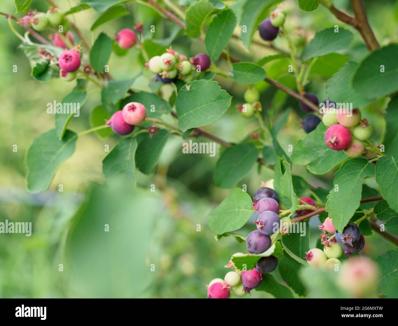 Frische Heidelbeeren reifen im Garten. Verschwommener Hintergrund für den Kopierbereich. Stockfoto