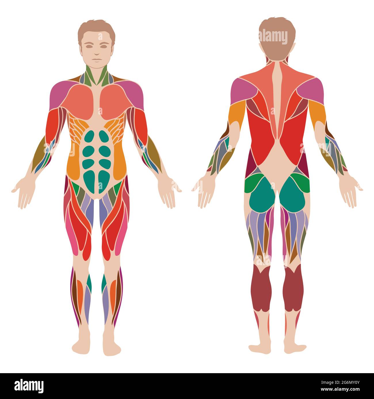 vektor muskulösen menschlichen Körper, Muskel Mann Anatomie Stock Vektor