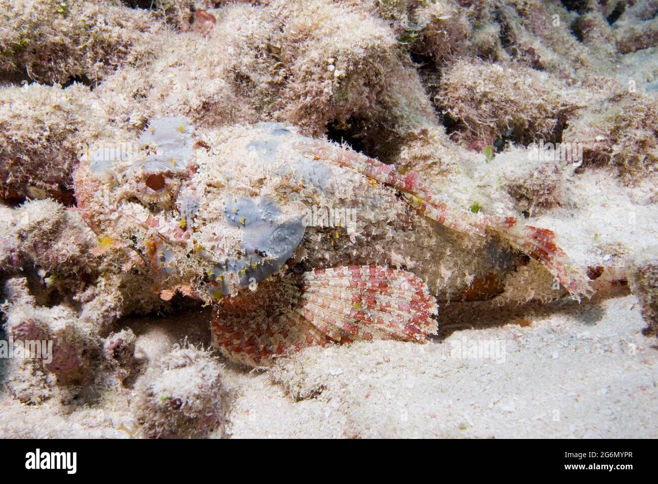 Skorpionsfische, Scorpaena plumieri, Florida Keys National Marine Sanctuary, Key Largo, Florida Stockfoto