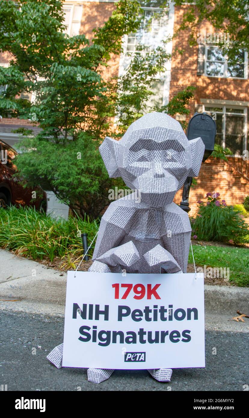 Chevy Chase, MD - JULI 6: PETA liefert Monkey Bearing 179,000 Unterschriften an NIH Directorâ Haus von Francis Collins, um ein Ende der NIH-Experimente zu fordern Elisabeth Murray experimentiert am 7. Juli 2021 in Chevy Chase, Maryland, an Affen. Quelle: Patsy Lynch/MedaPunch Stockfoto