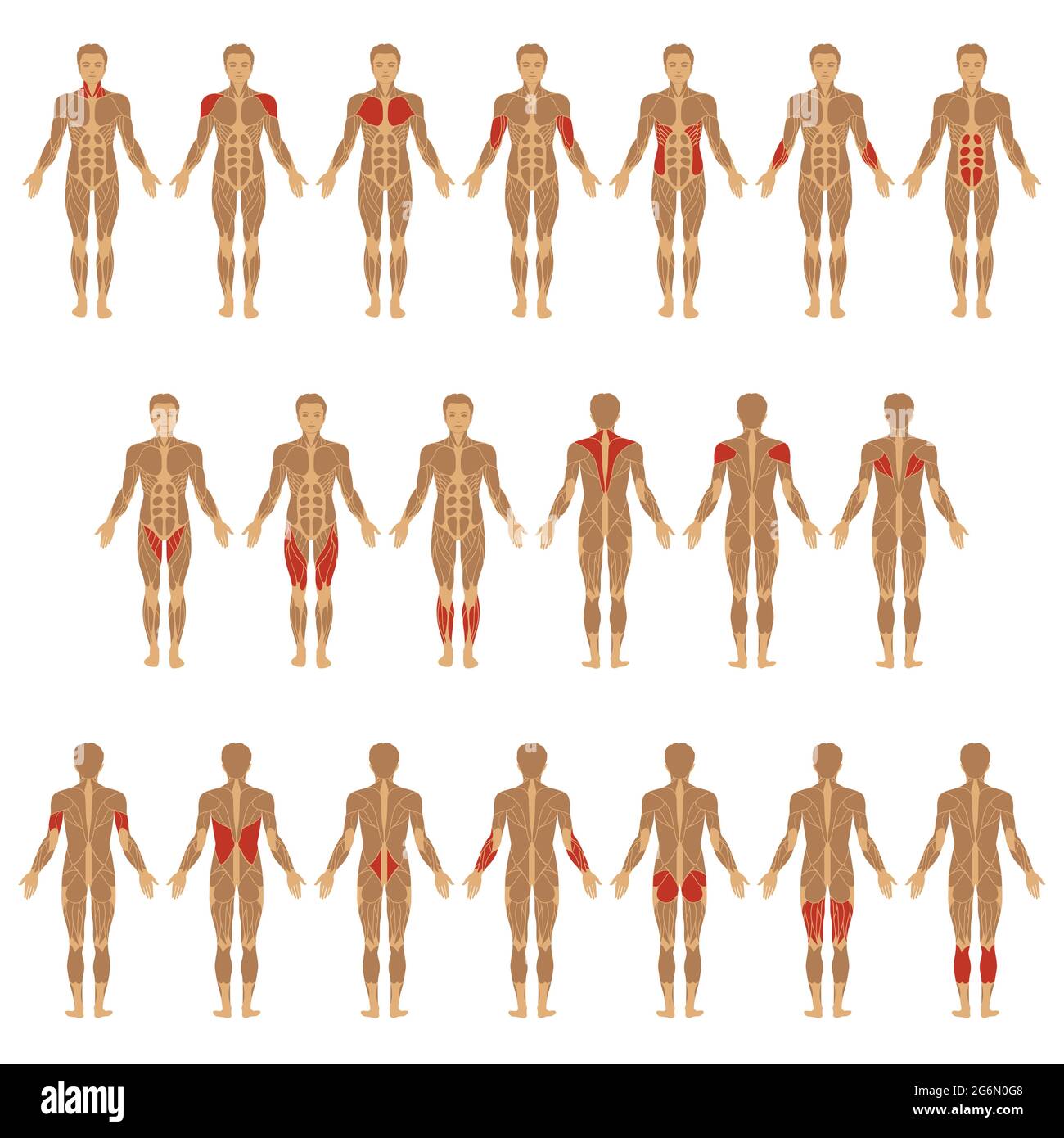 vektor muskulösen menschlichen Körper, Muskel Mann Anatomie Stock Vektor