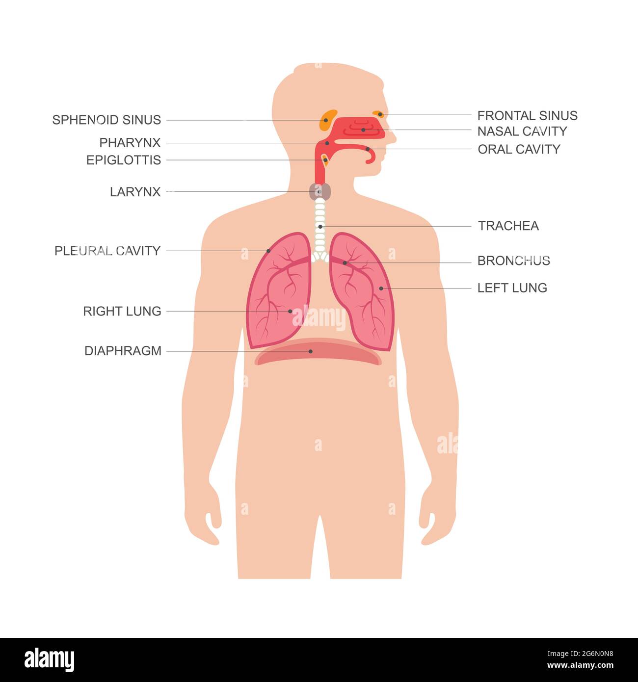 Anatomie des menschlichen Atmungssystems, Vektordarstellung der medizinischen Nase Stock Vektor