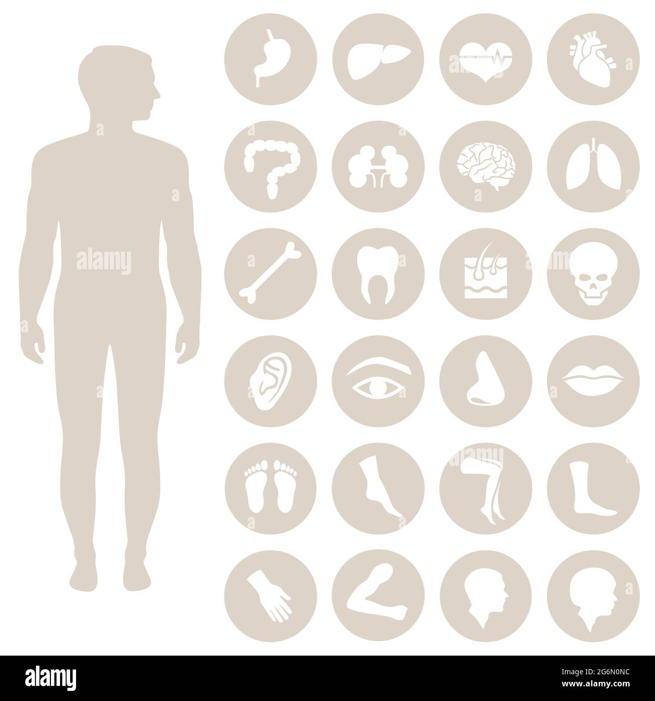 Symbol für menschliche Körperanatomie, Vektor-medizinische Organe Stock Vektor