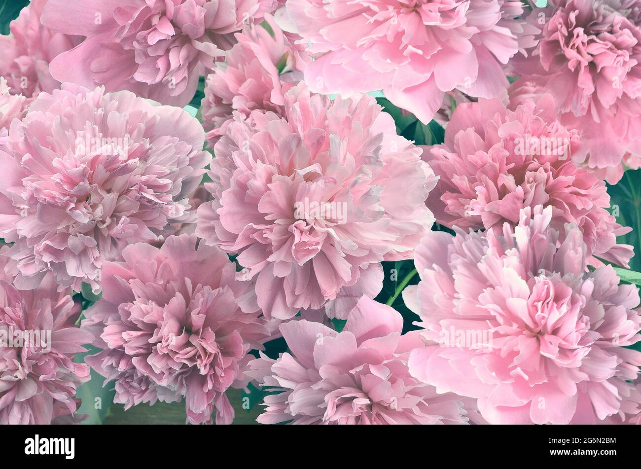 Blass rosa flauschige Pfingstrosen Blumen - florale festliche natürliche Hintergrund. Zarte Blütenblätter im Vintage-Ton. Grußkarte oder Einladung zu jeder festlichen Stockfoto