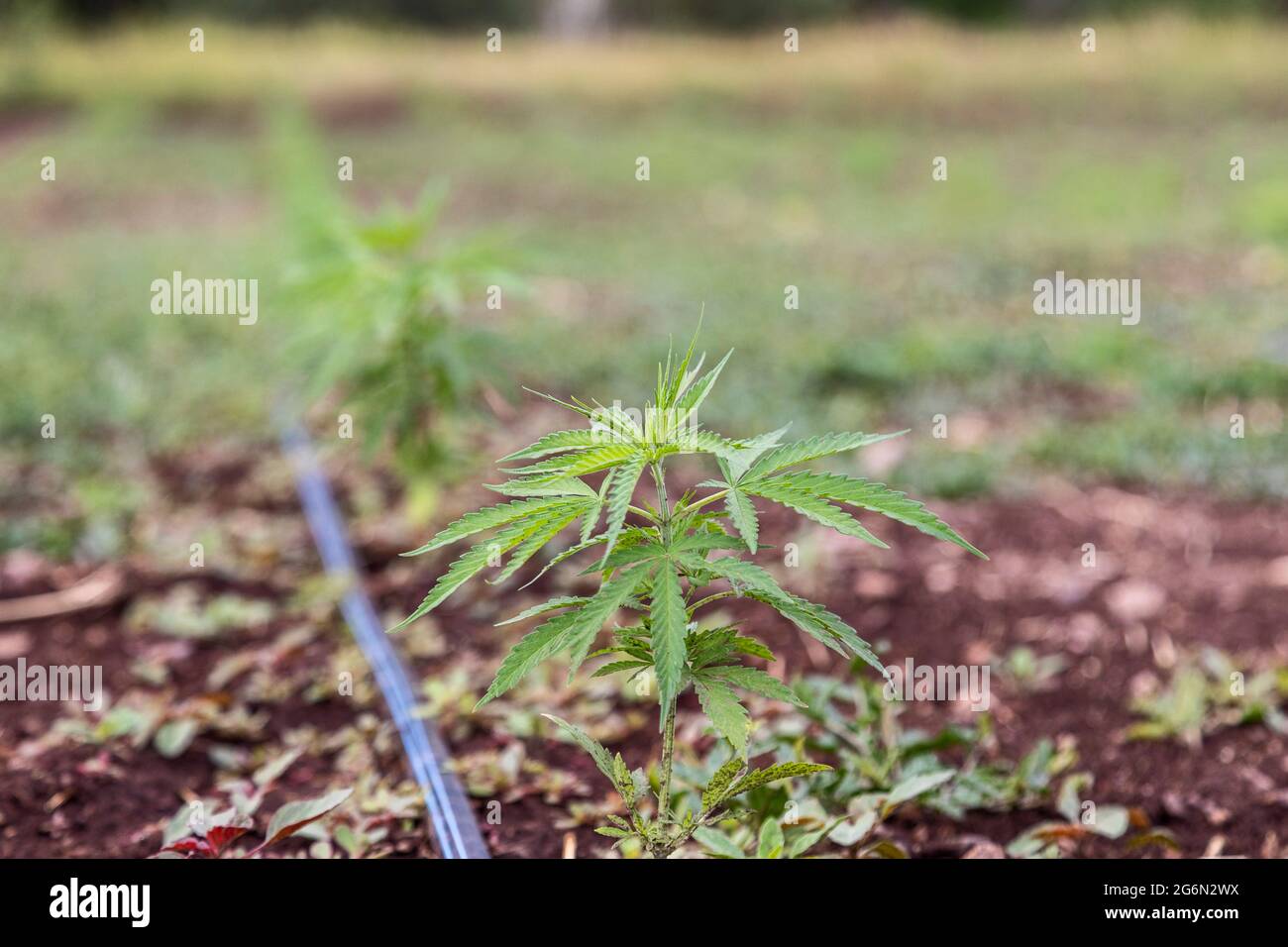 Questa, New Mexico - EINE junge Hanfpflanze auf der Wurzel- und Kräuterfarm. Nach der Legalisierung von Marihuana in New Mexico im Jahr 2021, Landwirt Michael Ne Stockfoto