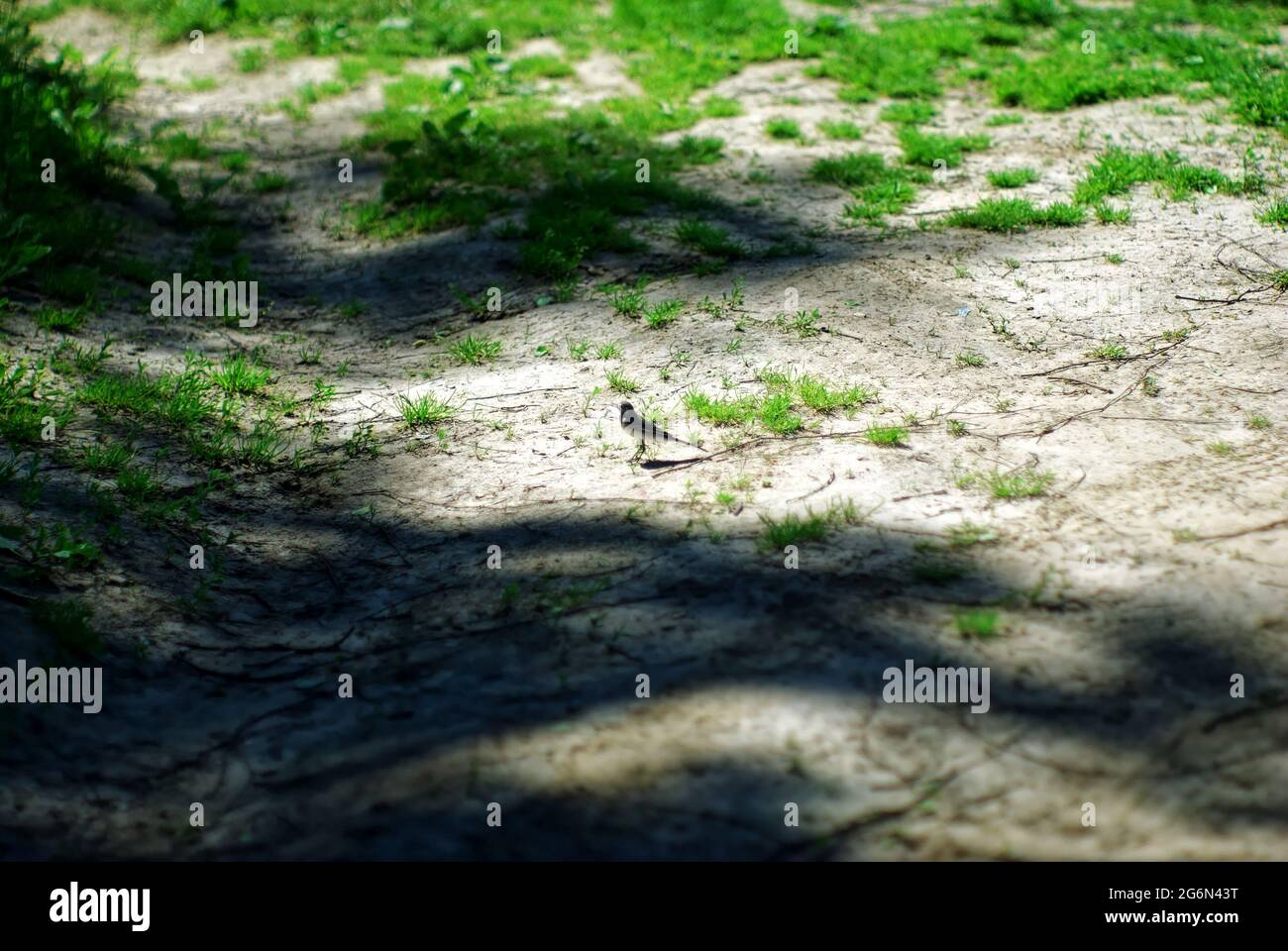 Die Bachstelze steht im Sommer im Gras Stockfoto