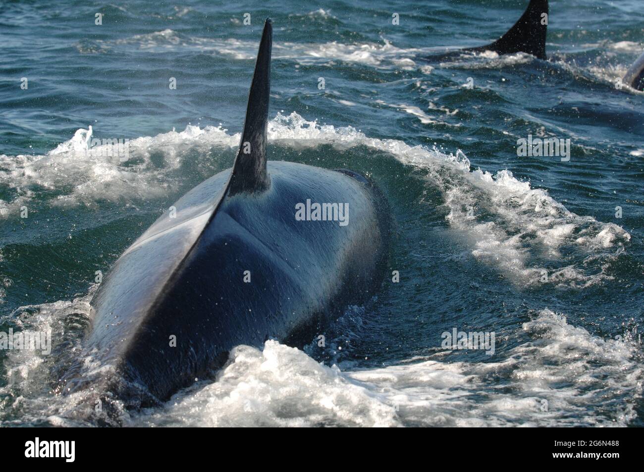 Orcas in der Nähe von San Juan Island, Washington Stockfoto
