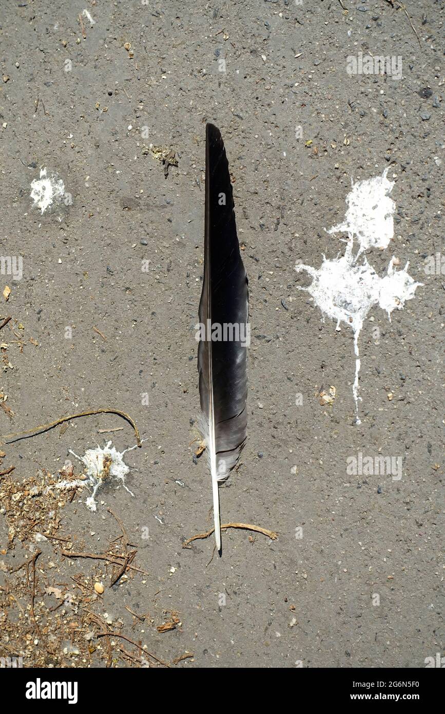 Vogelkot auf einer Straße in Berlin, Deutschland Stockfoto