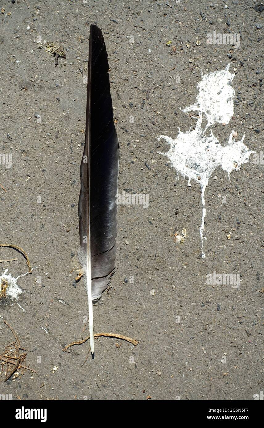 Vogelkot auf einer Straße in Berlin, Deutschland Stockfoto