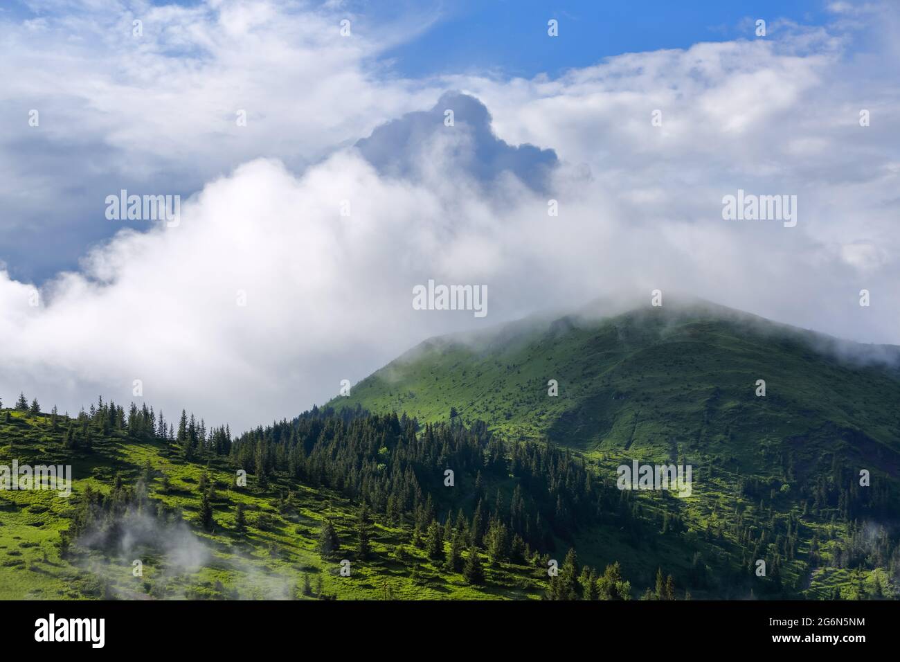 Landschaft mit hohen Bergen. Nebelwald der Pinien. Majestätischer Sommertag. Der frühe Morgennebel. Ein Ort zum Entspannen im Karpatenpark. N Stockfoto