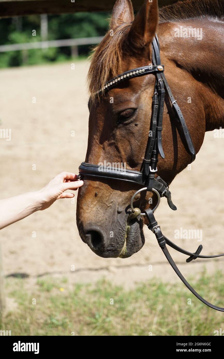 Nahaufnahme der weiblichen Hand streichelte ein braunes Pferd Nase- Zärtlichkeit und Pflege für Tiere Konzept. Stockfoto